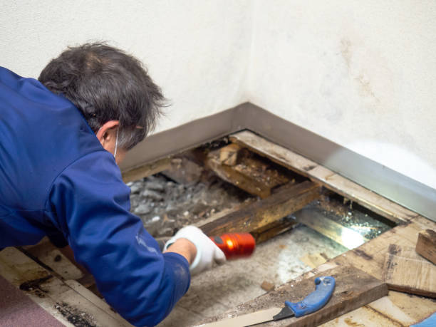 Best Insurance-Related Mold Remediation in Wrightwood, CA