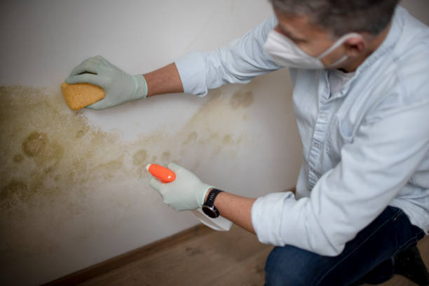Best Residential Mold Remediation in Wrightwood, CA
