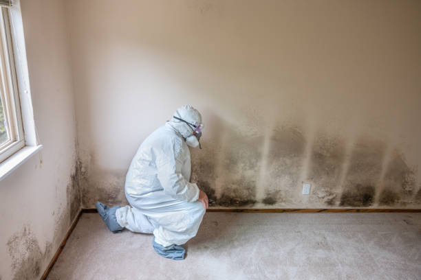 Best Mold Testing and Inspection Services in Wrightwood, CA
